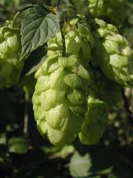 Attēlu rezultāti vaicājumam “Humulus lupulus”
