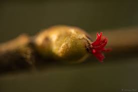 Attēlu rezultāti vaicājumam “Corylus avellana female flower”