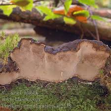 Attēlu rezultāti vaicājumam “Phellinus nigrolimitatus”