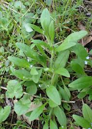 Attēlu rezultāti vaicājumam “Myosotis sparsiflora leaf”