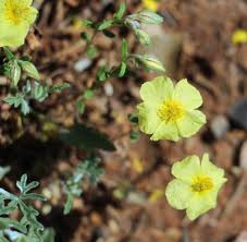 Attēlu rezultāti vaicājumam “Helianthemum nummularium leaf”