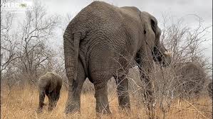 Attēlu rezultāti vaicājumam “Sacchiphantes abietis exuvia”