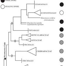 Attēlu rezultāti vaicājumam “Cribrariaceae”
