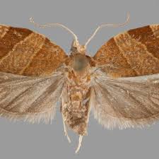 Attēlu rezultāti vaicājumam “Pandemis cinnamomeana”