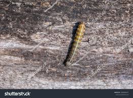 Attēlu rezultāti vaicājumam “Orthosia sp. larva”