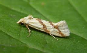 Attēlu rezultāti vaicājumam “Aethes margaritana”