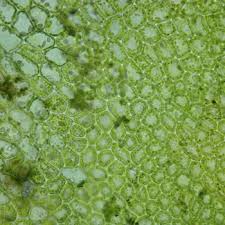 Attēlu rezultāti vaicājumam “Jungermannia hyalina cells”