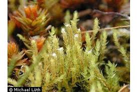 Attēlu rezultāti vaicājumam “Pohlia”