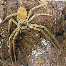 Attēlu rezultāti vaicājumam “Sparassidae”