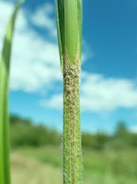 Attēlu rezultāti vaicājumam “Carex atherodes”