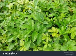 Attēlu rezultāti vaicājumam “Agrimonia pilosa leaf”