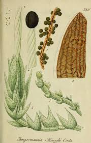 Attēlu rezultāti vaicājumam “Cephalozia bicuspidata”