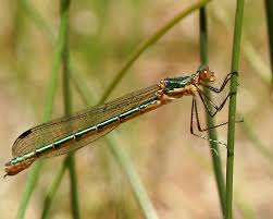 Attēlu rezultāti vaicājumam “Lestes dryas female”