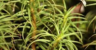 Attēlu rezultāti vaicājumam “Polytrichum commune”