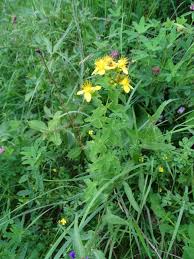 Attēlu rezultāti vaicājumam “Hypericum maculatum”