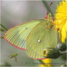 Attēlu rezultāti vaicājumam “Colias palaeno female”