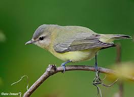 Image result for Vireo philadelphicus