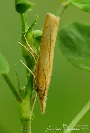 Attēlu rezultāti vaicājumam “Pediasia contaminella”