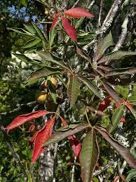Attēlu rezultāti vaicājumam “Aesculus x hybrida leaf”