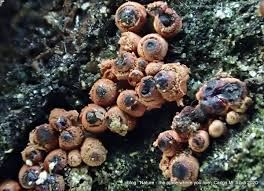 Attēlu rezultāti vaicājumam “Heterotrichia insignis (syn. Arcyria insignis) spores”