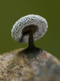 Attēlu rezultāti vaicājumam “Didymium clavus spores”