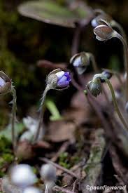Attēlu rezultāti vaicājumam “Hepatica nobilis bud”