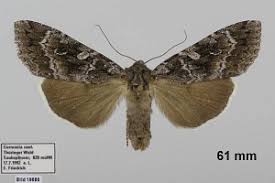 Attēlu rezultāti vaicājumam “Eurois occulta”