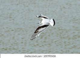 Attēlu rezultāti vaicājumam “Larus minutus”