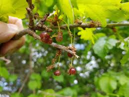 Attēlu rezultāti vaicājumam “Neuroterus quercusbaccarum”