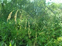 Attēlu rezultāti vaicājumam “Glyceria striata”