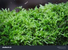 Attēlu rezultāti vaicājumam “Brachythecium rutabulum”