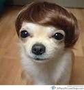 Top 10 Weird Dog Hair Styles/Hairdos | A Place to Love Dogs