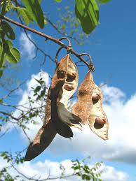 Attēlu rezultāti vaicājumam “Robinia pseudoacacia fruit”