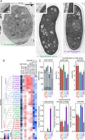 Attēlu rezultāti vaicājumam “Diachea dictyospora (syn. Craterium dictyosporum) spores”