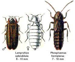 Attēlu rezultāti vaicājumam “Phosphaenus hemipterus male”