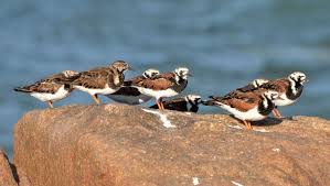 Attēlu rezultāti vaicājumam “Arenaria interpres adult”