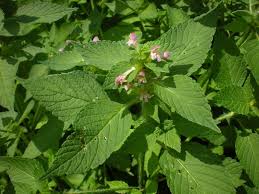 Attēlu rezultāti vaicājumam “Galeopsis tetrahit leaf”