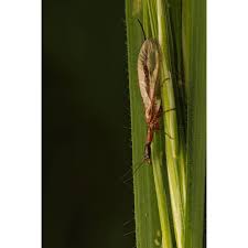 Attēlu rezultāti vaicājumam “Raphidioptera”