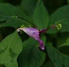 Attēlu rezultāti vaicājumam “Galeopsis bifida”