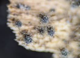 Attēlu rezultāti vaicājumam “Neocudoniella albiceps”