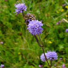Attēlu rezultāti vaicājumam “Succisa pratensis flower”