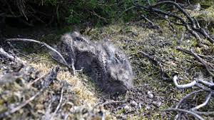 Attēlu rezultāti vaicājumam “Caprimulgus europaeus juvenile”