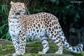 Image result for Essex Leopards