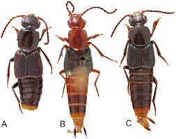 Attēlu rezultāti vaicājumam “Staphylinidae”