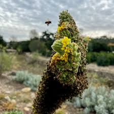 Attēlu rezultāti vaicājumam “Verbascum thapsus flower”