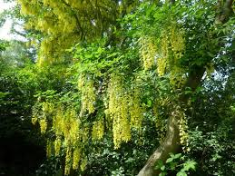Attēlu rezultāti vaicājumam “Laburnum alpinum leaf”