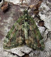 Attēlu rezultāti vaicājumam “Chloroclysta siterata”