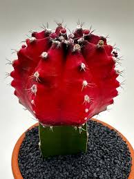Image result for Gymnocalycium