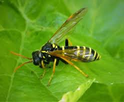 Attēlu rezultāti vaicājumam “Tenthredo scrophulariae larva”