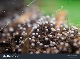 Attēlu rezultāti vaicājumam “Physarum leucophaeum stalked”